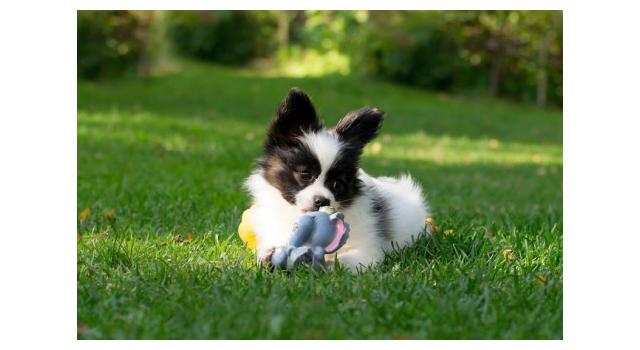 Щенки папийона (папильона) в питомнике Бон Плезир Щенки папийона (папильона) в питомнике Бон Плезир
