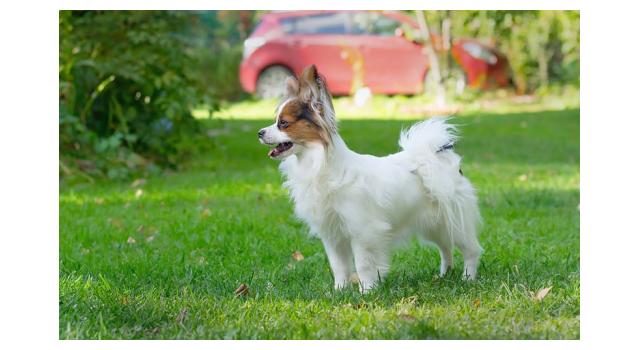 Щенки папийона (папильона) в питомнике Бон Плезир Щенки папийона (папильона) в питомнике Бон Плезир