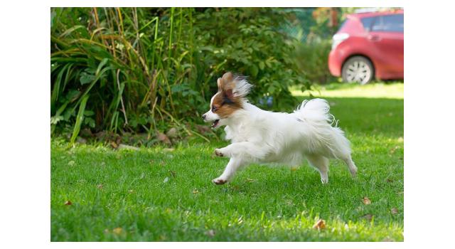 Щенки папийона (папильона) в питомнике Бон Плезир Щенки папийона (папильона) в питомнике Бон Плезир