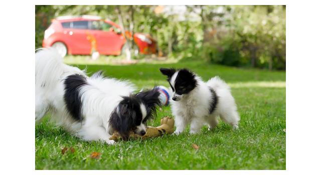 Щенки папийона (папильона) в питомнике Бон Плезир Щенки папийона (папильона) в питомнике Бон Плезир