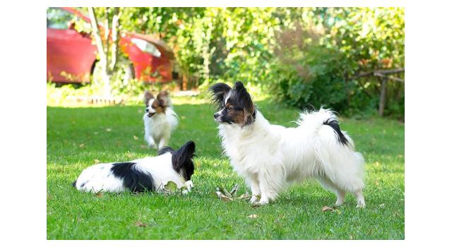 Щенки папийона (папильона) в питомнике Бон Плезир Щенки папийона (папильона) в питомнике Бон Плезир