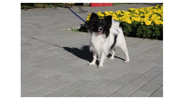 Щенки папийона (папильона) в питомнике Бон Плезир Щенки папийона (папильона) в питомнике Бон Плезир