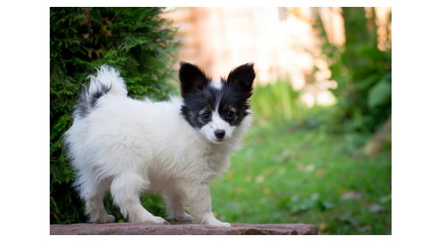 Щенки папийона (папильона) в питомнике Бон Плезир Щенки папийона (папильона) в питомнике Бон Плезир