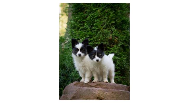 Щенки папийона (папильона) в питомнике Бон Плезир Щенки папийона (папильона) в питомнике Бон Плезир