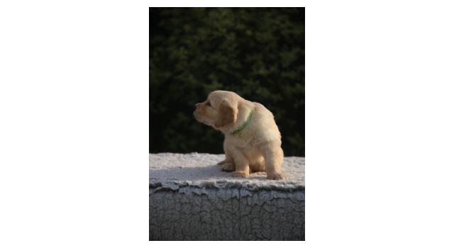 Щенки папийона (папильона) в питомнике Бон Плезир Щенки папийона (папильона) в питомнике Бон Плезир