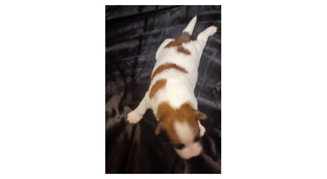 Щенки папийона (папильона) в питомнике Бон Плезир Щенки папийона (папильона) в питомнике Бон Плезир