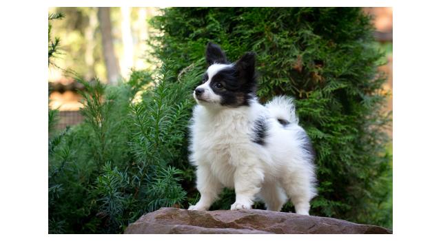 Щенки папийона (папильона) в питомнике Бон Плезир Щенки папийона (папильона) в питомнике Бон Плезир
