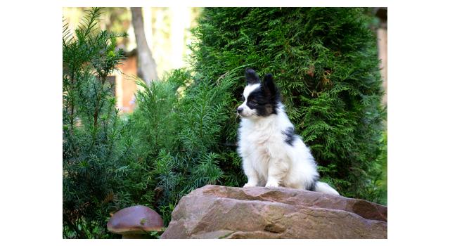Щенки папийона (папильона) в питомнике Бон Плезир Щенки папийона (папильона) в питомнике Бон Плезир