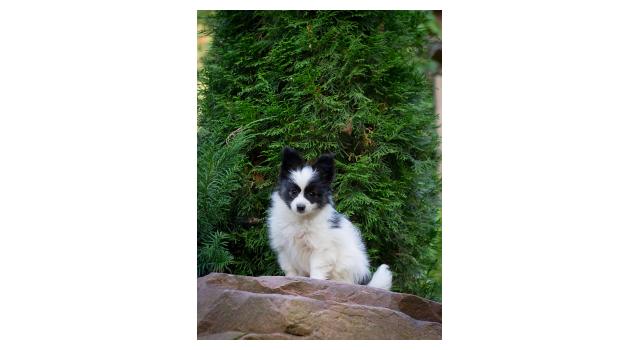 Щенки папийона (папильона) в питомнике Бон Плезир Щенки папийона (папильона) в питомнике Бон Плезир