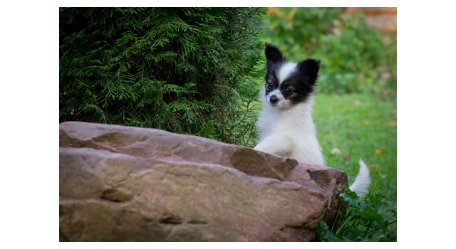 Щенки папийона (папильона) в питомнике Бон Плезир Щенки папийона (папильона) в питомнике Бон Плезир