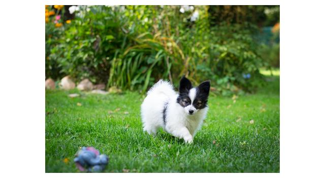 Щенки папийона (папильона) в питомнике Бон Плезир Щенки папийона (папильона) в питомнике Бон Плезир