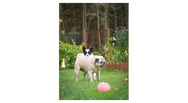 Щенки папийона (папильона) в питомнике Бон Плезир Щенки папийона (папильона) в питомнике Бон Плезир