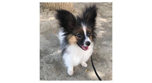 Щенки папийона (папильона) в питомнике Бон Плезир Щенки папийона (папильона) в питомнике Бон Плезир