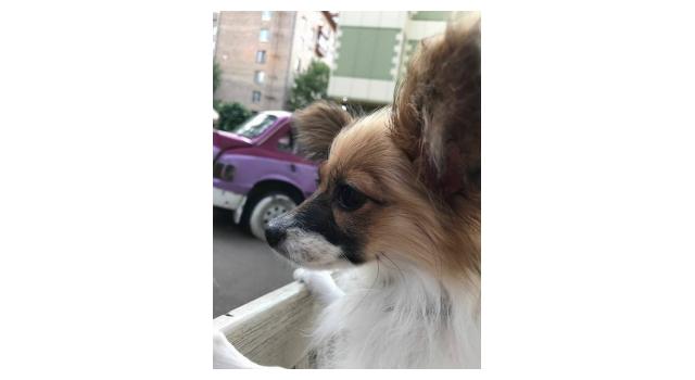 Щенки папийона (папильона) в питомнике Бон Плезир Щенки папийона (папильона) в питомнике Бон Плезир