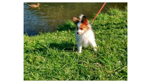 Щенки папийона (папильона) в питомнике Бон Плезир Щенки папийона (папильона) в питомнике Бон Плезир