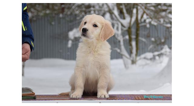Щенки папийона (папильона) в питомнике Бон Плезир Щенки папийона (папильона) в питомнике Бон Плезир