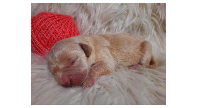 Щенки папийона (папильона) в питомнике Бон Плезир Щенки папийона (папильона) в питомнике Бон Плезир