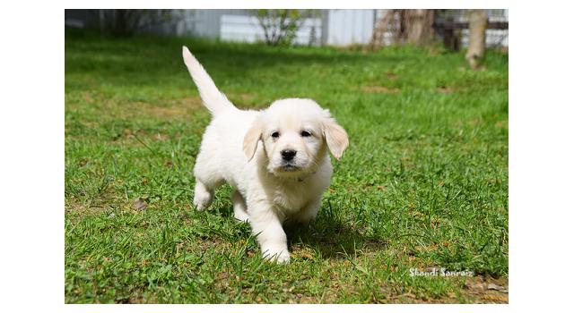 Puppies of papillon in Bon Plaisir Kennel Puppies of papillon in Bon Plaisir Kennel
