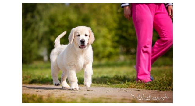 Щенки папийона (папильона) в питомнике Бон Плезир Щенки папийона (папильона) в питомнике Бон Плезир