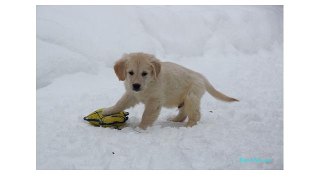 Щенки папийона (папильона) в питомнике Бон Плезир Щенки папийона (папильона) в питомнике Бон Плезир