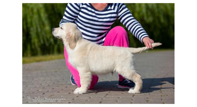 Щенки папийона (папильона) в питомнике Бон Плезир Щенки папийона (папильона) в питомнике Бон Плезир