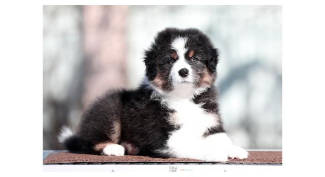 Щенки папийона (папильона) в питомнике Бон Плезир Щенки папийона (папильона) в питомнике Бон Плезир