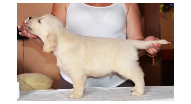 Щенки папийона (папильона) в питомнике Бон Плезир Щенки папийона (папильона) в питомнике Бон Плезир