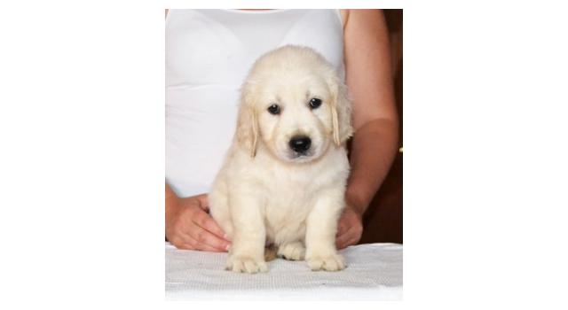 Щенки папийона (папильона) в питомнике Бон Плезир Щенки папийона (папильона) в питомнике Бон Плезир