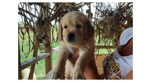 Щенки папийона (папильона) в питомнике Бон Плезир Щенки папийона (папильона) в питомнике Бон Плезир