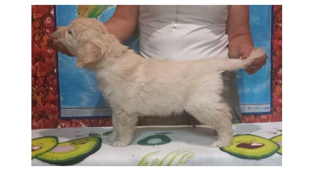 Щенки папийона (папильона) в питомнике Бон Плезир Щенки папийона (папильона) в питомнике Бон Плезир