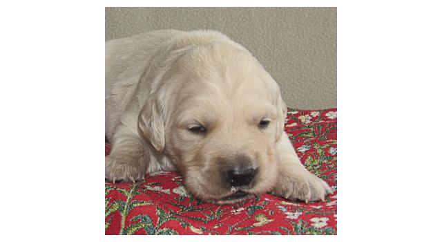 Щенки папийона (папильона) в питомнике Бон Плезир Щенки папийона (папильона) в питомнике Бон Плезир