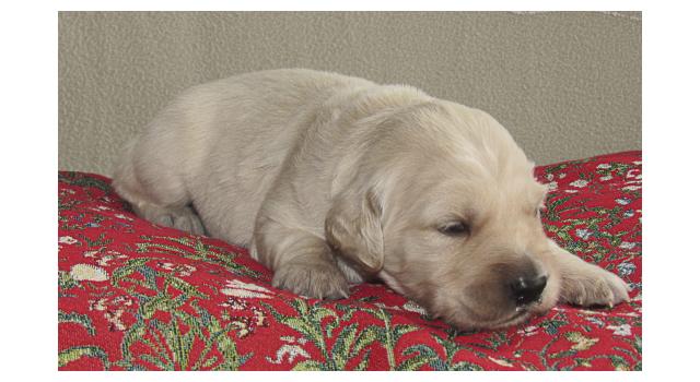 Щенки папийона (папильона) в питомнике Бон Плезир Щенки папийона (папильона) в питомнике Бон Плезир