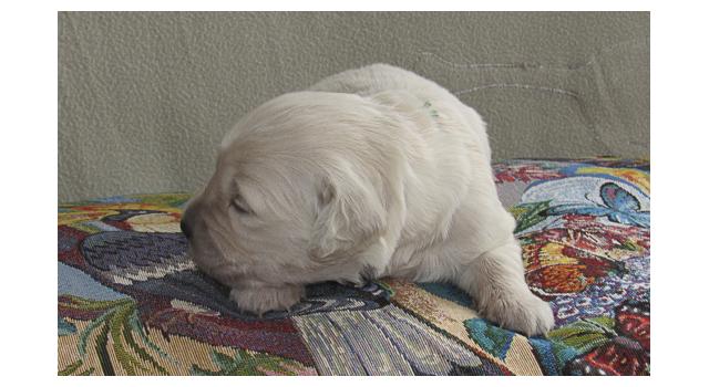 Щенки папийона (папильона) в питомнике Бон Плезир Щенки папийона (папильона) в питомнике Бон Плезир