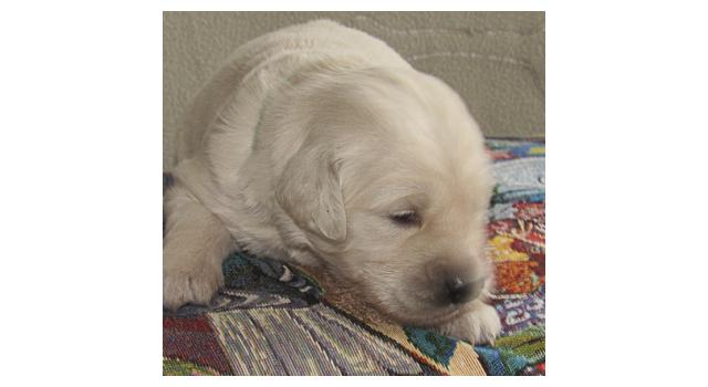 Щенки папийона (папильона) в питомнике Бон Плезир Щенки папийона (папильона) в питомнике Бон Плезир