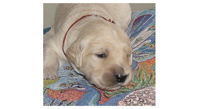 Щенки папийона (папильона) в питомнике Бон Плезир Щенки папийона (папильона) в питомнике Бон Плезир