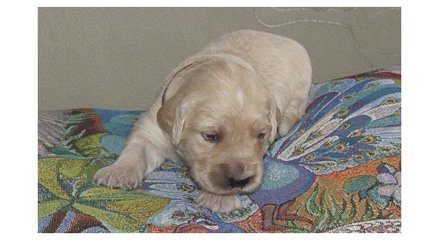 Щенки папийона (папильона) в питомнике Бон Плезир Щенки папийона (папильона) в питомнике Бон Плезир