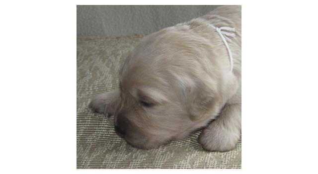 Щенки папийона (папильона) в питомнике Бон Плезир Щенки папийона (папильона) в питомнике Бон Плезир