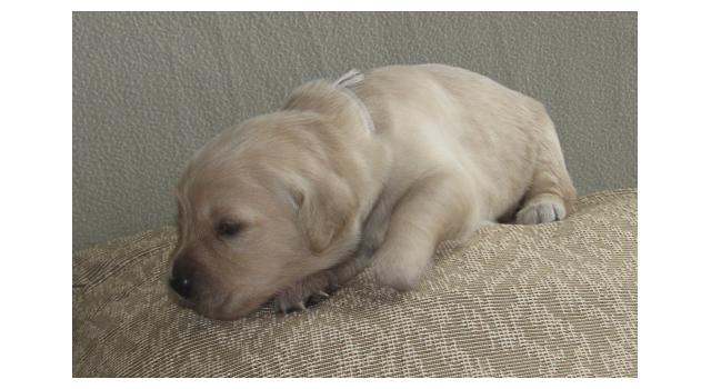 Щенки папийона (папильона) в питомнике Бон Плезир Щенки папийона (папильона) в питомнике Бон Плезир