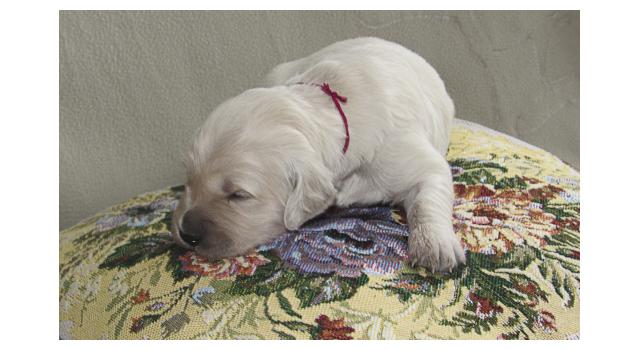 Щенки папийона (папильона) в питомнике Бон Плезир Щенки папийона (папильона) в питомнике Бон Плезир