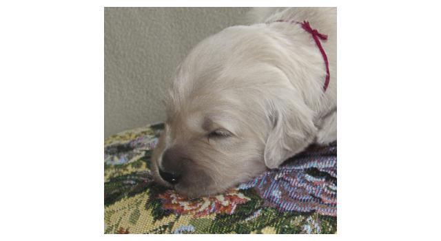 Щенки папийона (папильона) в питомнике Бон Плезир Щенки папийона (папильона) в питомнике Бон Плезир