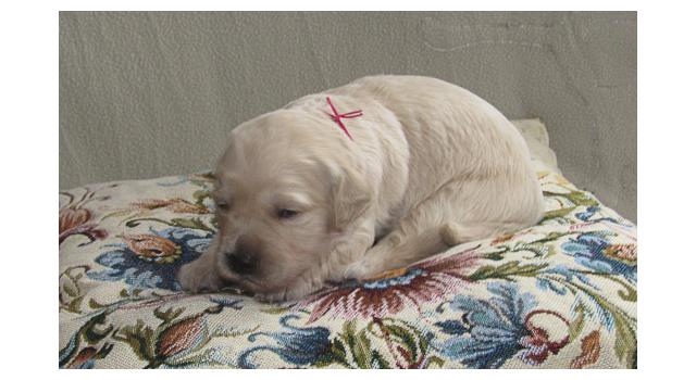 Щенки папийона (папильона) в питомнике Бон Плезир Щенки папийона (папильона) в питомнике Бон Плезир