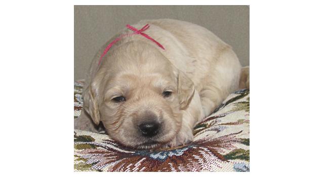 Щенки папийона (папильона) в питомнике Бон Плезир Щенки папийона (папильона) в питомнике Бон Плезир