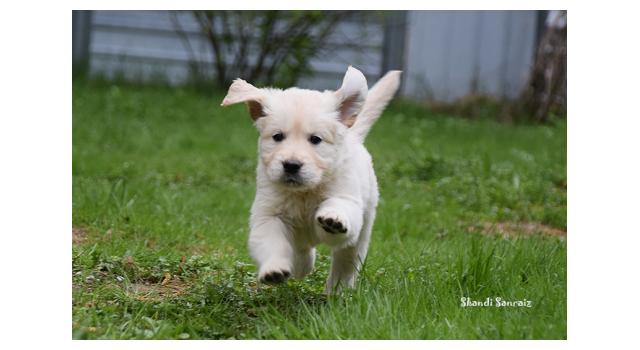 Puppies of papillon in Bon Plaisir Kennel Puppies of papillon in Bon Plaisir Kennel