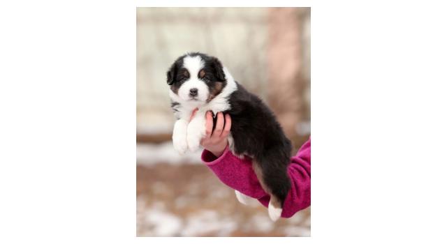 Щенки папийона (папильона) в питомнике Бон Плезир Щенки папийона (папильона) в питомнике Бон Плезир