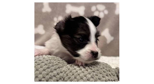 Щенки папийона (папильона) в питомнике Бон Плезир Щенки папийона (папильона) в питомнике Бон Плезир