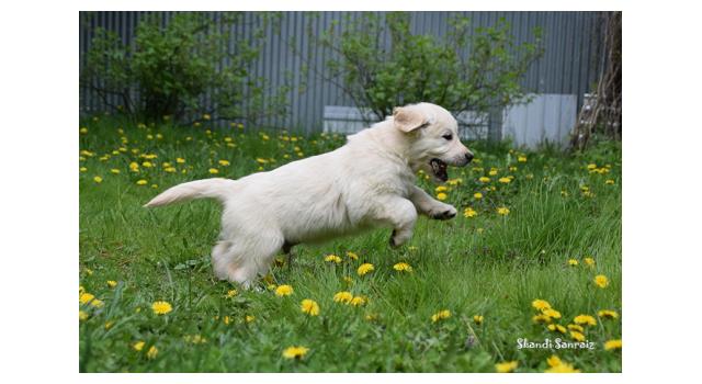 Puppies of papillon in Bon Plaisir Kennel Puppies of papillon in Bon Plaisir Kennel