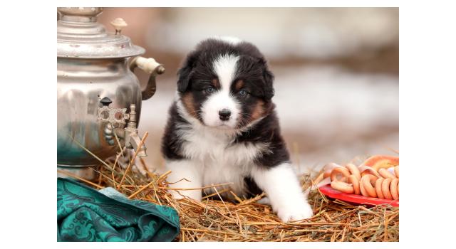 Щенки папийона (папильона) в питомнике Бон Плезир Щенки папийона (папильона) в питомнике Бон Плезир