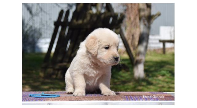 Puppies of papillon in Bon Plaisir Kennel Puppies of papillon in Bon Plaisir Kennel