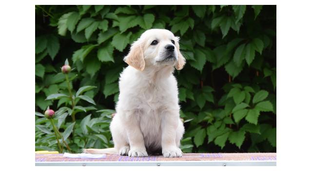Щенки папийона (папильона) в питомнике Бон Плезир Щенки папийона (папильона) в питомнике Бон Плезир
