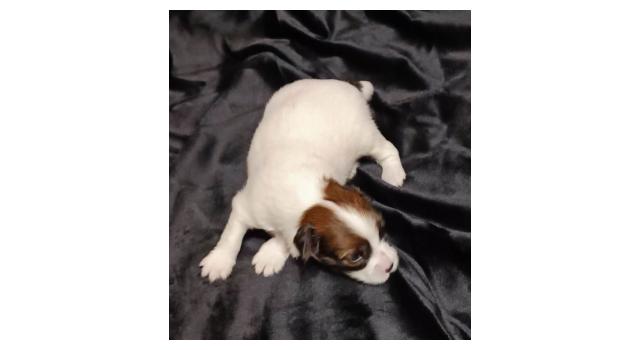 Щенки папийона (папильона) в питомнике Бон Плезир Щенки папийона (папильона) в питомнике Бон Плезир